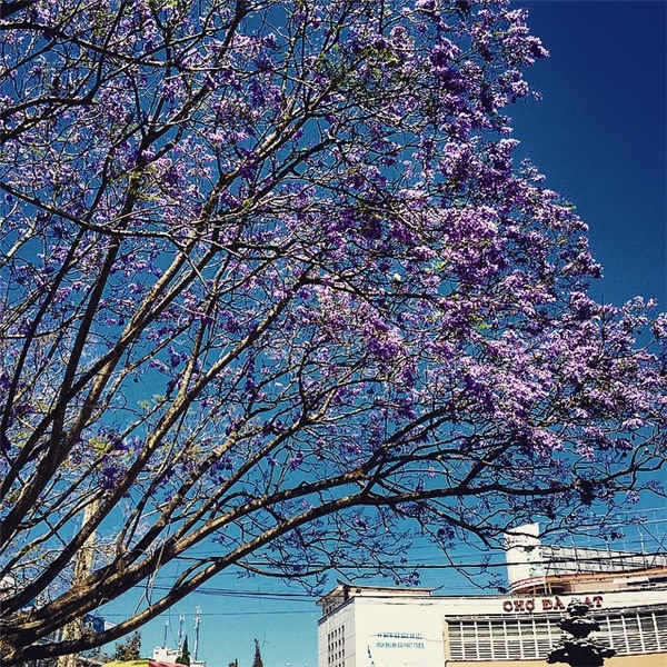 vé máy bay đi đà lạt giá rẻ