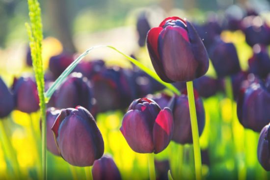 lễ hội hoa Keukenhof