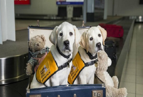 Những thú cưng được phép mang lên máy bay