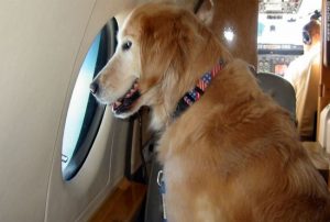Korean Air có cho phép mang thú cưng lên máy bay không?