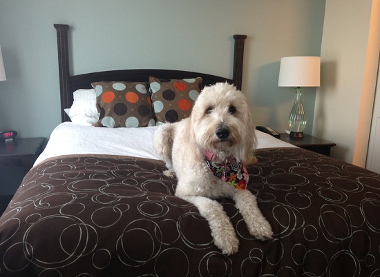 book ve may bay di singapore tu ha noi