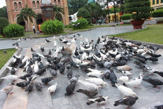 Vui đùa với chim bồ câu ở Nhà thờ Đức Bà