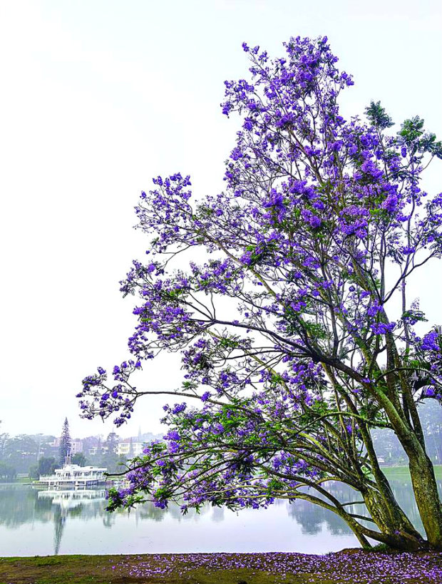 Đà Lạt mùa phượng tím - đi đâu đà lạt