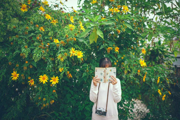 Đà Lạt mùa hoa dã quỳ - đi đà lạt nên đi đâu