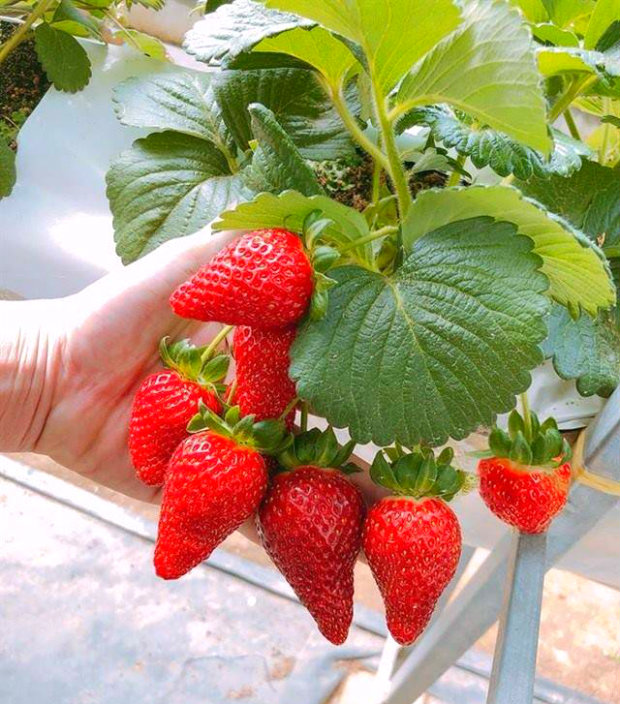 dâu tây đà lạt - ở đà lạt có những gì