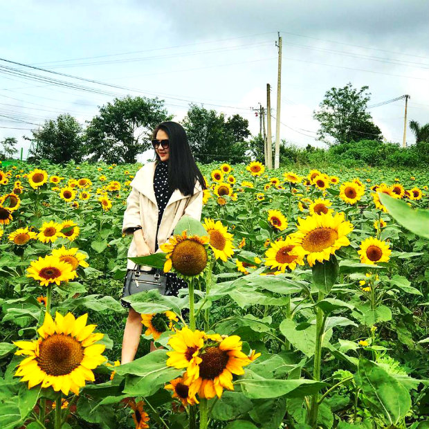 hoa hướng dương Đà Lạt - cẩm nang đi đà lạt