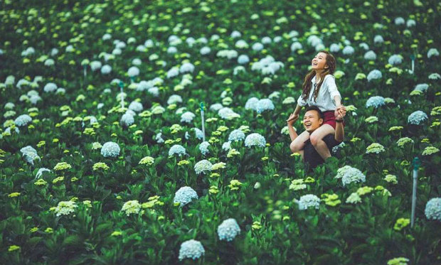 cánh đồng hoa cẩm tú cầu đà lạt - lưu ý khi đi du lịch đà lạt