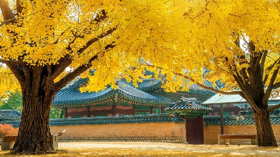Tour du lịch Hàn Quốc mùa thu: Seoul | Nami | Everland 5N4Đ