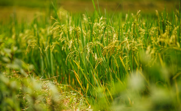 Mù cang chải mùa lúa chín