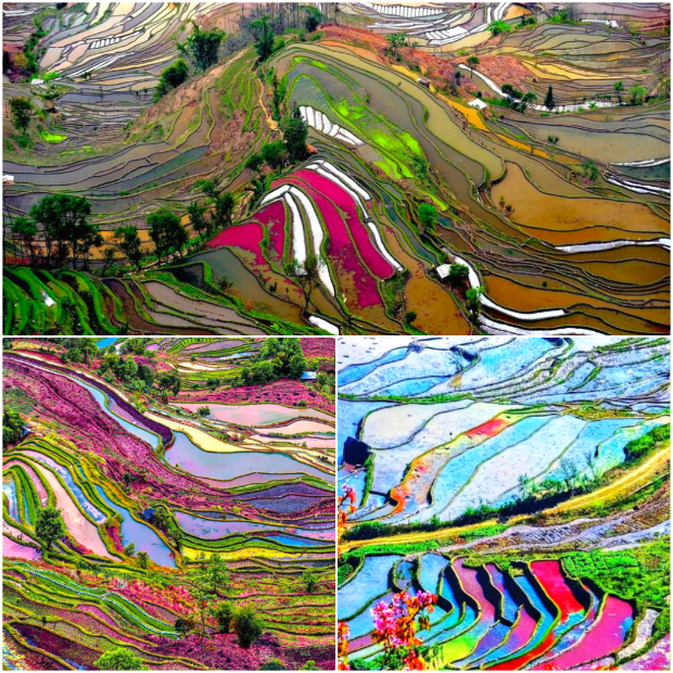 Ruộng bậc thang Yuanyang