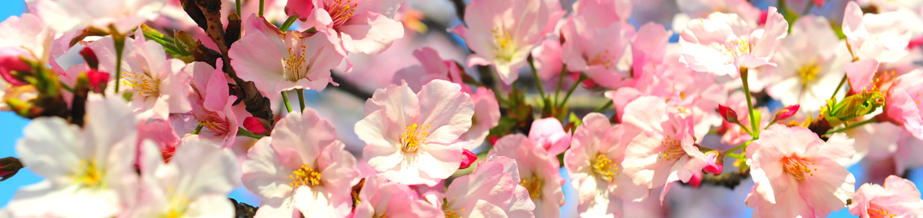 Image Banner default