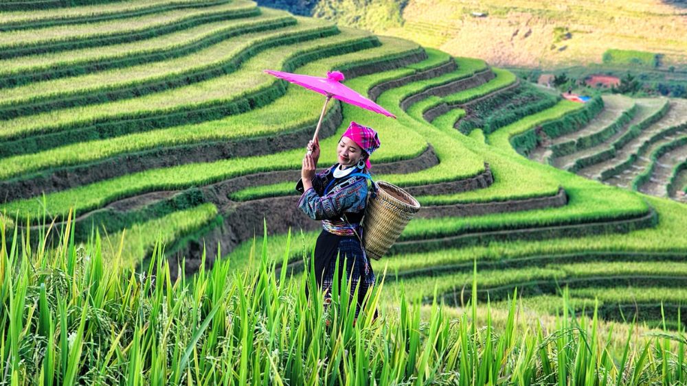 ​Chiêm ngưỡng bức tranh thửa ruộng bậc thang vàng ươm ở Mù Cang Chải