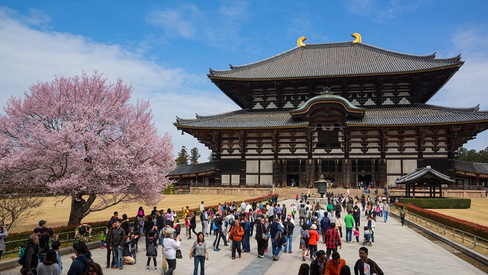 tour-du-lich-nhat-ban- Tìm hiểu về lịch sử, văn hóa một cách sâu sắc nhất tại thành cổ Nara