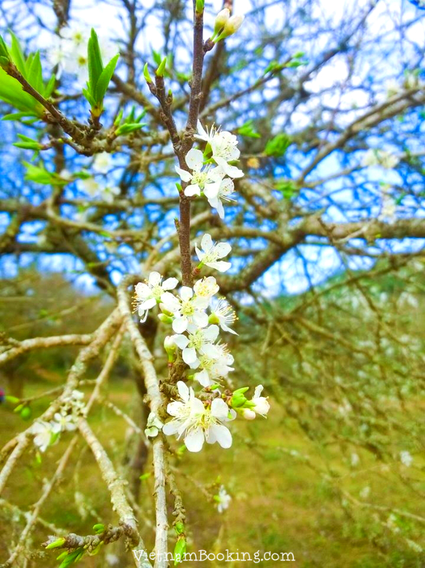 du lịch Mộc Châu mùa hoa mận