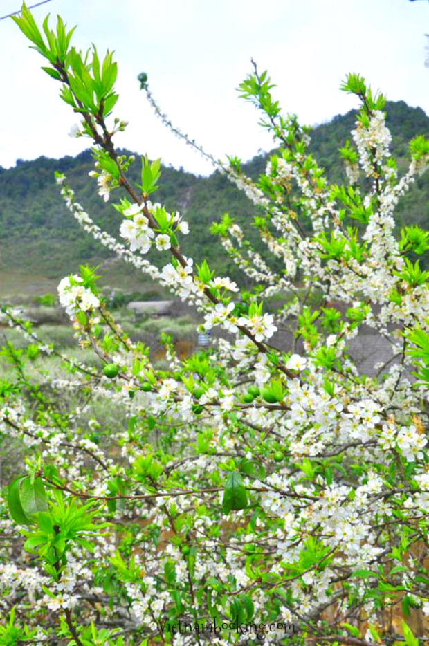 du lịch Mộc Châu mùa hoa mận