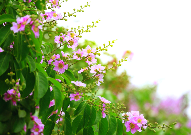 Những mùa hoa Việt Nam