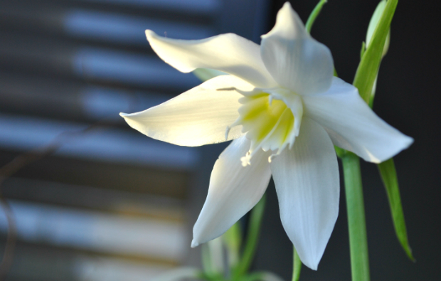 Những mùa hoa Việt Nam