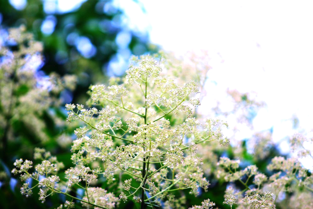 Những mùa hoa Việt Nam