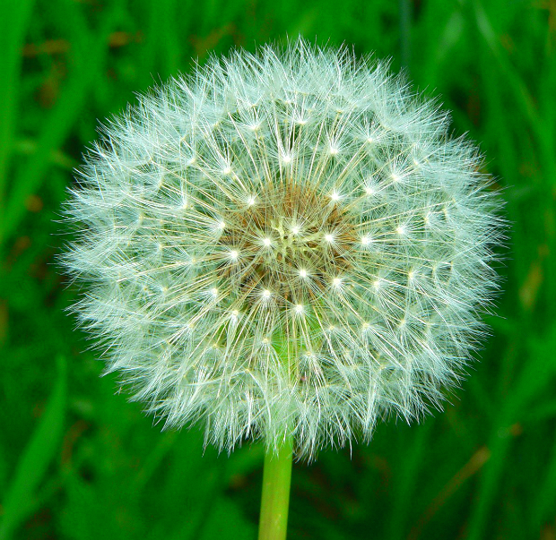 Những mùa hoa Việt Nam