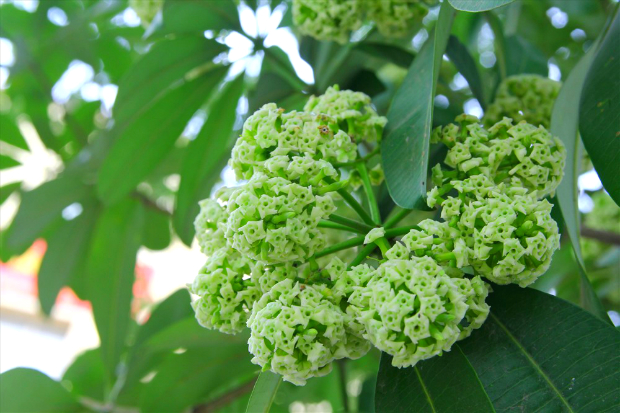 Những mùa hoa Việt Nam