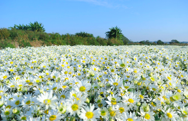 Những mùa hoa Việt Nam