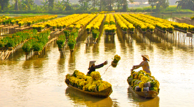 Những mùa hoa Việt Nam