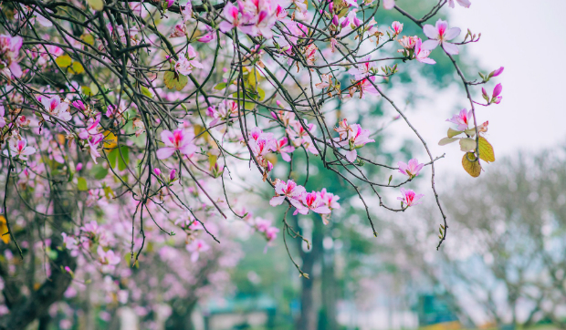 Những mùa hoa Việt Nam