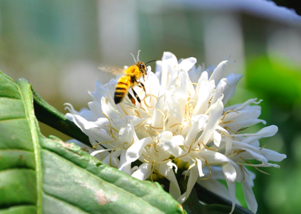 Những mùa hoa Việt Nam
