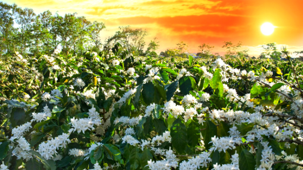 Những mùa hoa Việt Nam