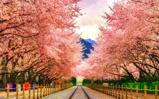 du lịch Hàn Quốc mùa hoa anh đào