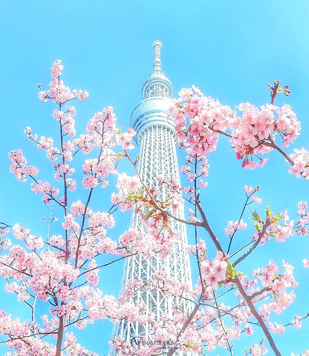 du lịch Nhật Bản mùa hoa anh đào