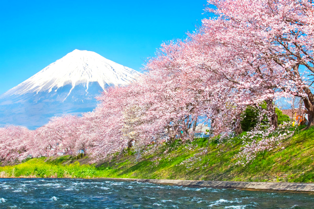 Tour du lịch Nhật Bản tháng 3 mùa hoa anh đào 6N5Đ giá rẻ, nhiều ưu đãi