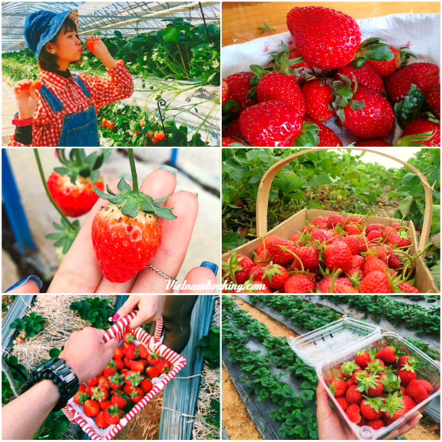 Lịch trình đi Đà Lạt