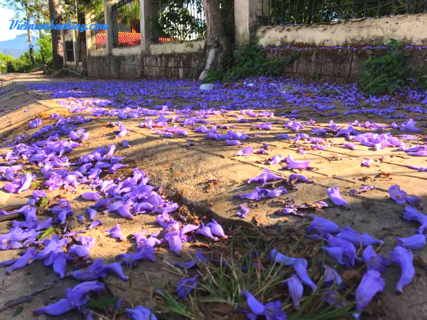 Lịch trình đi Đà Lạt