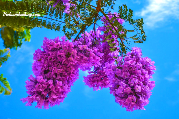 lịch trình du lịch đà lạt