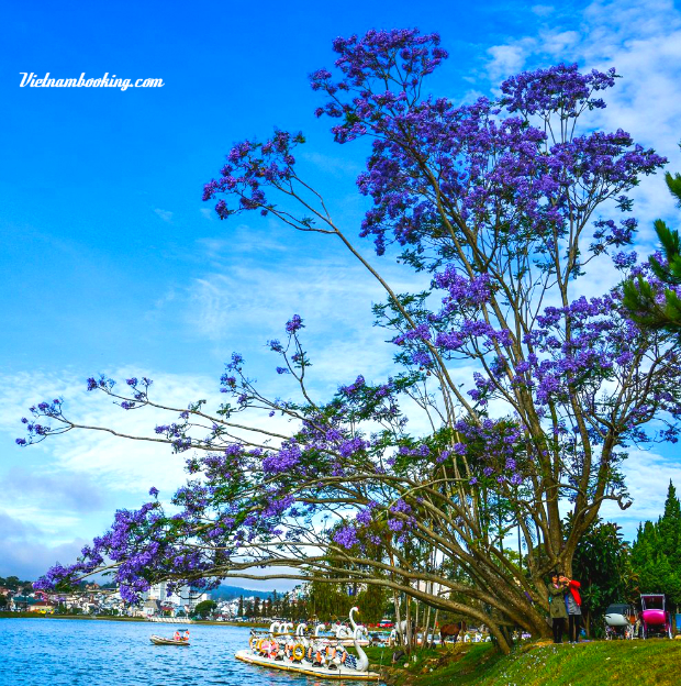 lịch trình du lịch đà lạt mùa hoa phượng