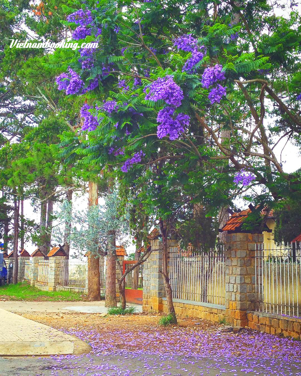 Lịch trình đi Đà Lạt