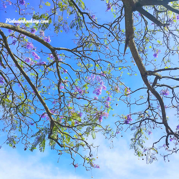 đến đà lạt đi đâu - hoa phượng tím Đà Lạt