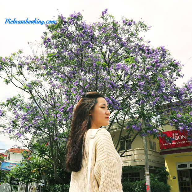 lịch trình du lịch đà lạt mùa hoa phượng tím Đà Lạt