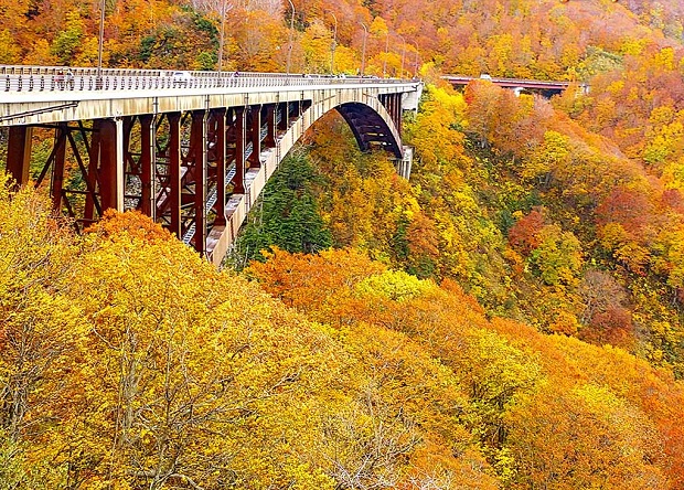 Hokkaido Nhật Bản mùa thu vàng