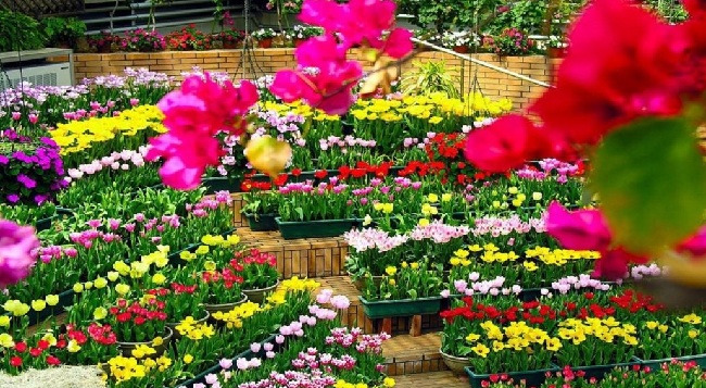 Chợ hoa tươi tại Festival Hoa Đà Lạt