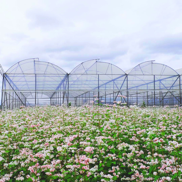 hoa tam giác mạch đà lạt - địa điểm phượt ở đà lạt