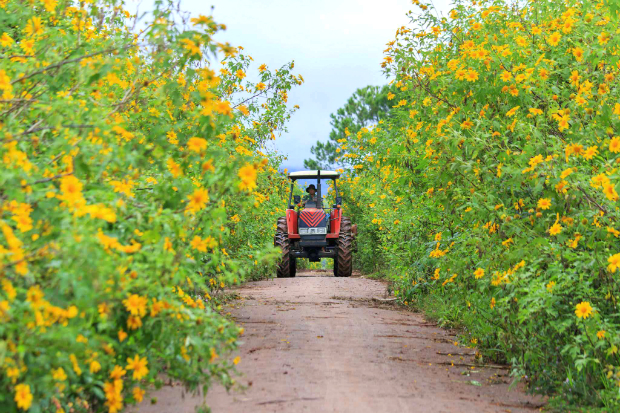 hoa dã quỳ đà lạt - cẩm nang phượt đà lạt