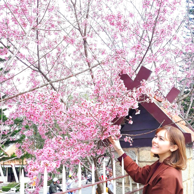 Mùa mai anh đào Đà Lạt - du lịch phượt