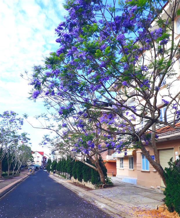 hoa phượng tím đà lạt - kinh nghiệm phượt đà lạt