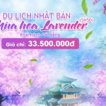 Tour Du Lịch Nhật Bản Từ Đà Nẵng: Lễ Hội Hoa Lavender – Mộng Mơ Sắc Tím Xứ Phù Tang
