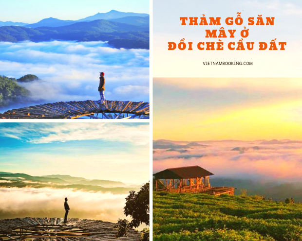 Đồi chè Cầu Đất - Đà Lạt tháng 6