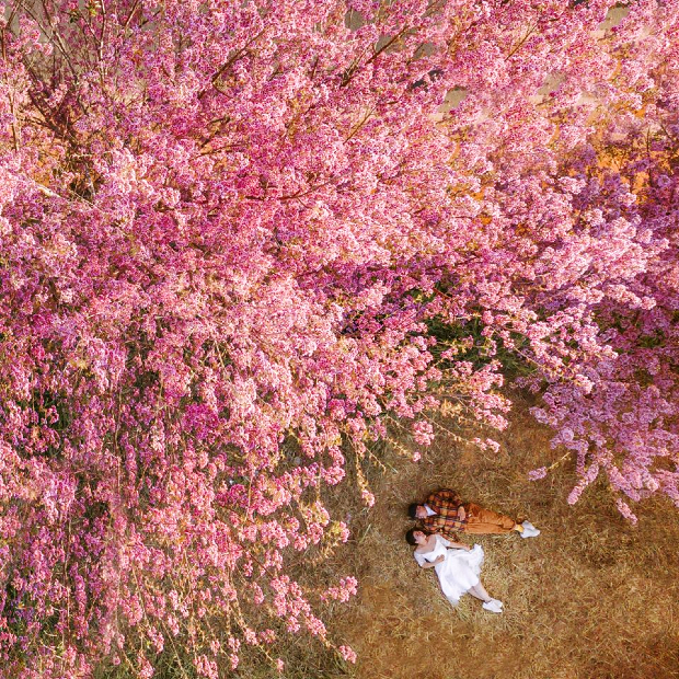 Mai anh đào Đà Lạt