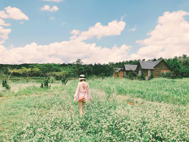 vườn hoa tam giác mạch đà lạt