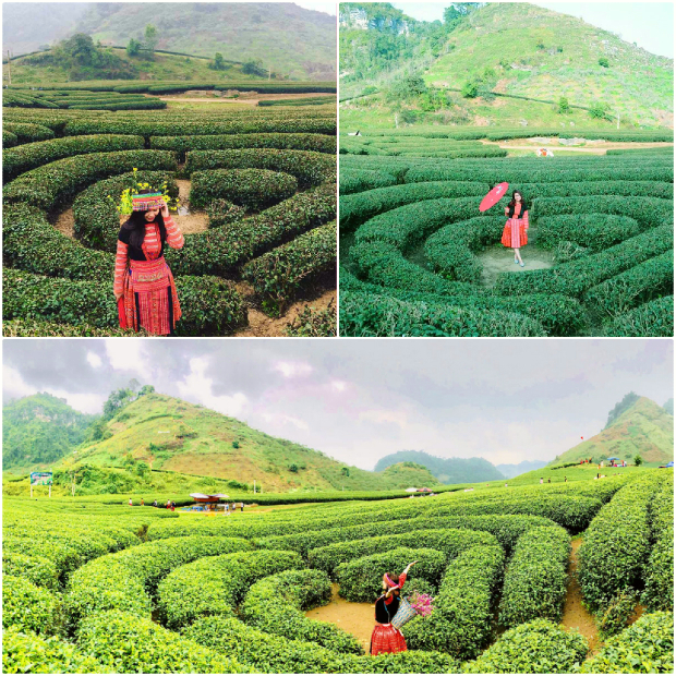 Đồi chè trái tim - Điểm đến không thể bỏ qua ở Mộc Châu Đồi chè trái tim